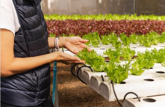 How to Build Your Own Hydroponic System
