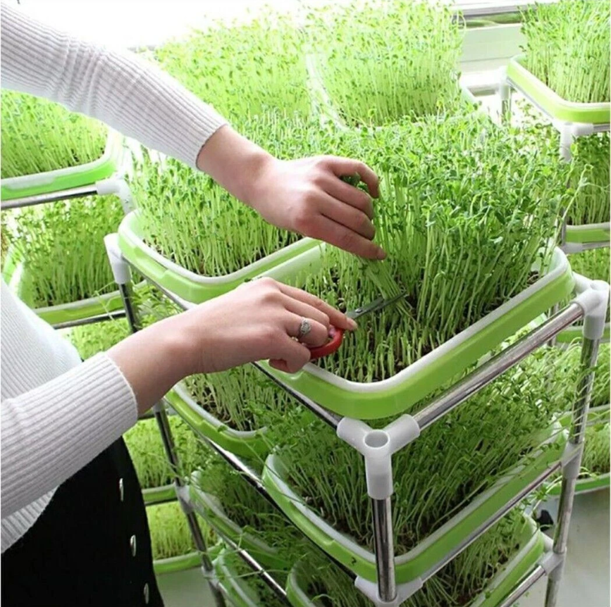 Microgreens Seedling Tray Sprouts Hydroponics Germinator Sprouter with Lid