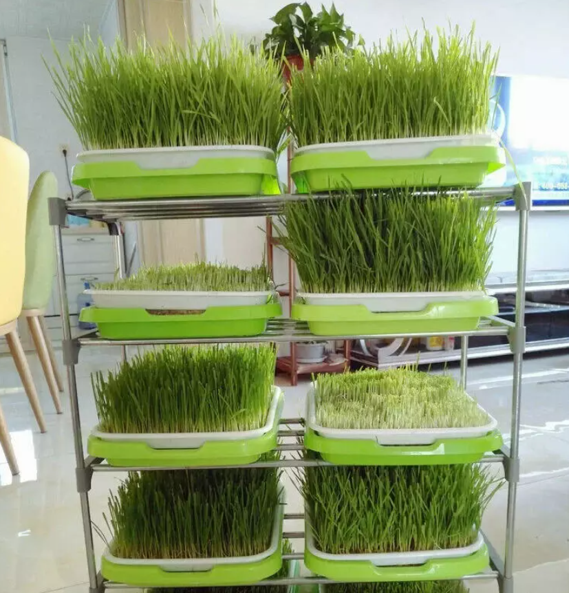 Microgreens Seedling Tray Sprouts Hydroponics Germinator Sprouter with Lid