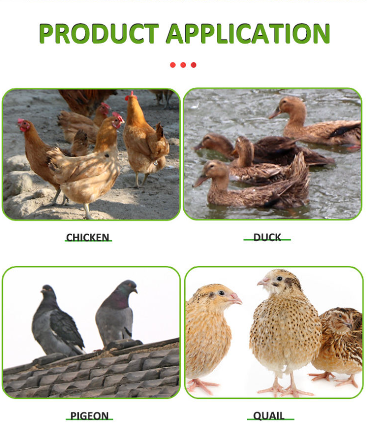 Poultry Drinkers Green with Stand