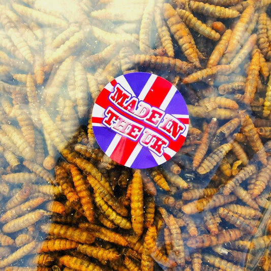 Dried Calciworms - UK grown - better than mealworms - PROTEIN Boost